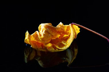 Koyu arkaplan ve amberin parlak sarı yaprakları arasındaki güzel kontrast. Doğal element botanik veya sağlıkla ilgili projelerde kullanılmak üzere her tasarıma zarafet ekler.