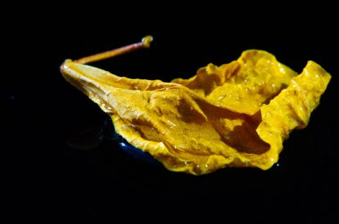 Eşsiz ve görsel olarak çarpıcı bir görüntü. Doğal amber yaprağının güzelliğini arttırır. Karşıt renkler cesur ve zarif bir kompozisyon oluşturur.