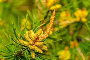 Taze ve parlak yeşil çam ağaçları yenilenmeyi ve doğanın yeni büyümesini simgeler. Bahar ya da doğa tasarımı için ideal.