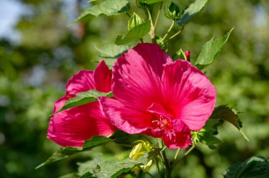 Hibiscus rosa-sinensis, Çin gülü, sadece yarı serttir, bu yüzden sık sık bir yaz çiçeği olarak yetiştirilir..