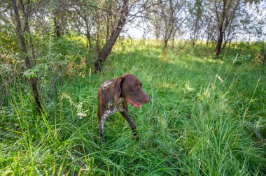 Av köpeği Eleagnus Commutata bozkırlarında av hayvanı aramak için eğitilir. Keskin koku alma duyusunu ve oyun bulma yeteneğini kullanıyor..