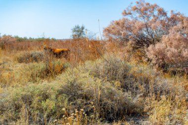 Sonbahar, Steppe. Çayırlar. Uçsuz bucaksız bozkırın el değmemiş güzelliğini, bereketli, kuru otlaklarıyla, antik çayırların hikayelerini fısıldayarak yaşayın. Bu bilinmeyen manzara duyularınızı saracak..