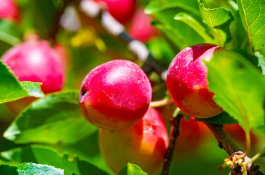 Prunus cerasifera, kiraz eriği ve dünya dengesi eriği olarak bilinen bir erik türüdür. Güneydoğu Avrupa ve batı Asya 'ya özgüdür ve Britanya Adaları' nda vatandaşlık alır.