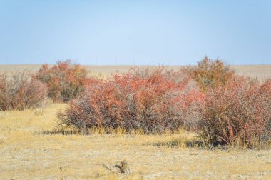 Sonbahar, Steppe. Çayırlar. Barberry. Sonbaharın vahşi yaşamla buluştuğu bir dünyaya adım at. Bu muhteşem çalılar, her şeye rağmen, sonsuz çölün ortasında yükselir..