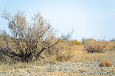 Sonbahar, Steppe. Çayırlar. Değişimin ortasında güç ve istikrar bul. Sonbahar bozkırının güzelliğini kucakla. Aidiyet hissi için köklerinizle bağlantı kurun