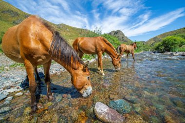 Atlar susuzluklarını gidermek için nehrin etrafında toplanırlar. Akan suyun sesi huzur verici manzaraya ekleniyor. Atlar dereden su içtiklerinde doğanın güzelliği yakalanır..