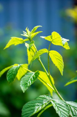 Antioksidan ve vitamin açısından zengin olan eşsiz ve doğal tat sağlıklı sindirim ve bağışıklık sistemini destekliyor. Sıcak ve buzlu çay için ideal.