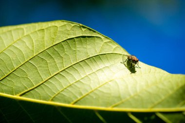 Gençliğin ve büyümenin yeşil ceviz yaprağı sembolü bereketi ve bolluğu temsil eder. Sağlık yararları için geleneksel tıpta kullanılır. Çeşitli el sanatlarında dekoratif bir element olarak kullanılabilir.