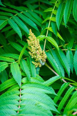 Staghorn Sumac, Kuzey Amerika 'da yetişen bir bitkidir. İshal ve boğaz ağrısı gibi tıbbi amaçlar için kullanılabilir. Geyik sumac üzümleri genellikle baharatlı içecek yapımında kullanılır.,