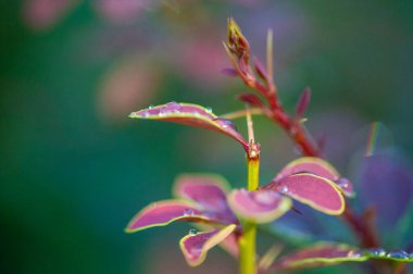 Süslü böğürtlen. Herhangi bir bahçeye ya da manzaraya görsel ilgi ve renk ekler. Kuraklığa dayanıklı ve düşük bakım seçeneğine sahiptir. Dikenli dallar hayvanlar ve haşereler için doğal bir caydırıcı görevi görürler.