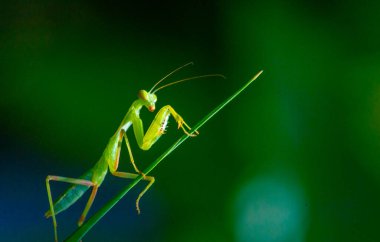 Peygamber devesinin gizemli bakışlarını yakından hisset. Bu büyüleyici yaratığın karmaşık özelliklerini yakalayın. Bu çarpıcı yakın çekimle kendini doğanın ilgi çekici dünyasına daldır.