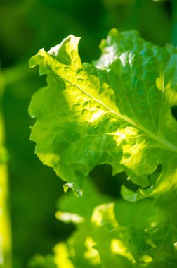 Yemek veya meze için taze ve sağlıklı bir seçenek. Vitaminler, mineraller ve antioksidanlarla doldurulmuş çeşitli dolgular ve sargılarla süslenebilir. Ilık hava için hafif ve ferahlatıcı bir seçenek