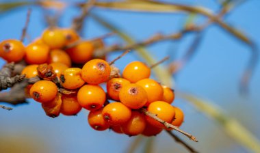 Deniz dikenleri A, B1, B2, B6, C ve diğer aktif bileşenleri içerir. Mide, bağırsak ülseri ve mide yanması belirtilerine karşı bazı aktiviteleri olabilir..