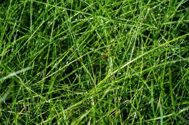 Çimlerinizi tüm yıl boyunca yeşil ve sağlıklı tutun. Profesyonel bakımlı bir çimenlik sürdürün. Birinci sınıf çimenlik bakım hizmetleri alın ve açık alanınızı güzelleştirin..