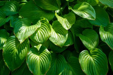 Bu canlı yeşil hosta yaprağıyla doğanın güzelliğini hissedin. Yaşam ve tazeliği doğanın işleriyle yaymak. Karmaşık detaylara ve yeşilin tonlarına aşık ol. Doğa sanattır..