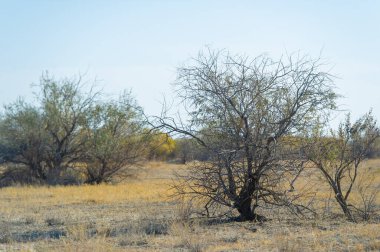 Sonbahar, Steppe. Çayırlar. Değişim rüzgarları altın ovaları süpürürken bu yalnız ağaç bize eşsiz yolculuğumuzda güzelliği aramamızı hatırlatıyor. Yolunu Kucakla