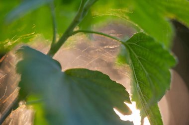 Fotoğrafın yumuşak ve rüya gibi bir görünüşü ve sığ bir alan derinliği var. Güneş gün batımında yakalanır. Sıcak ve güzel bir ışıklandırma etkisi yaratır. Sükunet ve sükunet hissi veriyor.