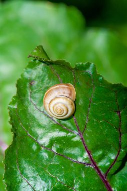 Pancar yaprağındaki eşsiz ve çarpıcı kırmızı damarlar yemek ve salataların cazibesini arttırır. Her tabağa ya da tarife biraz zarafet katar.