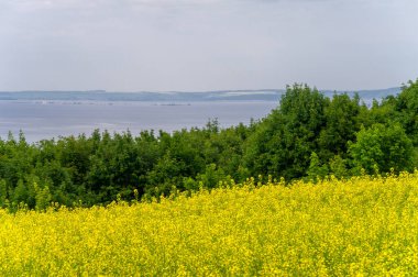 Kolza tohumu çok kullanışlı bir üründür. Mükemmel bir sebze yağı ve protein unu kaynağıdır. Sarı kanola tarlaları, büyüme mevsiminde güzel bir manzaradır..
