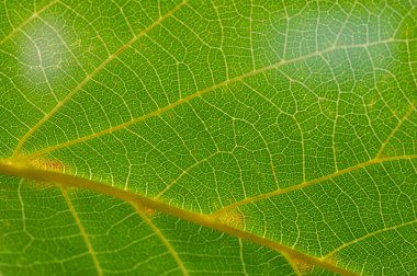 Yeşil yaprak yakın plan. Canlı yeşilliğin saklı güzelliğini yakından keşfet. Yüzeyin hemen altında yatan doğanın sırlarını keşfet. Büyüleyici manzaralarda ruhani bir yolculuk yap..