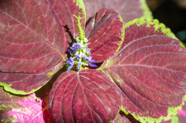 Witness the beauty of the majestic Coleus Forskohlii in stunning shades of purple. Enjoy the vibrant displays of nature and find inspiration in its vibrant hues. Nature Nurtures clipart