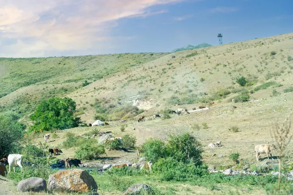 Bir dağ nehrinin kadim sihrine ve güzelliğine dalın Dans eden suların anlattığı fısıldayan hikayeleri keşfedin Eski terk edilmiş bir sanatoryumda gizlenmiş sırları keşfedin