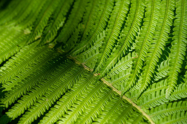 Изображения с папоротниками листья и растения Природа вдохновила проекты для фона или украшения Тропические папоротниковые листья на зеленом фоне