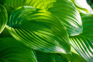 Doğanın bir şaheseri! Hayat ve tazelik saçan şu canlı yeşil hosta yaprağının güzelliğine bakın. Doğa Sanattır Yeşil Yaprak Sevgisi