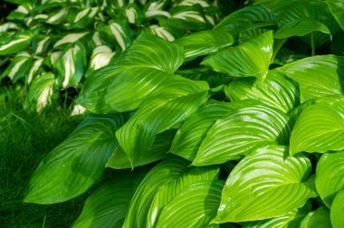 Hosta muhteşem yeşil yaprakları olan güzel bir bitki. Yapraklar hafif rüzgarda zarif bir şekilde dans ediyor. Doğa Bakımı Bahçe Zevkleri doğanın güzelliğini takdir etmeyi teşvik eder.