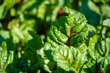 Pancar yaprakları üzerinde kırmızı damarlar yakalamak salata ve yemeklere görsel ilgi ve güzellik katar. Ev bahçelerinde ya da ticari çiftliklerde yetiştirilebilir.