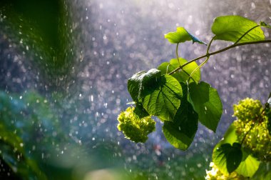 Yağmurun ve doğanın huzurlu seslerinin tadını çıkarın. Yeşilliklerle çevrili olmanın canlandırıcı etkilerini yaşayın. Bereketli bir yaz manzarasının görüntüsünü ve kokusunu alın.