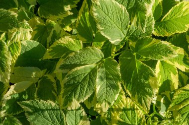 Aegopodyum podagraria Variegata, Aegopodyum podagraria bitkisinin değişik bir türüdür. Çekici yeşil ve beyaz yaprakları var. Bu bitki genellikle bahçelerde bir arazi örtüsü olarak kullanılır..