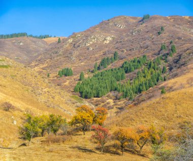 Tien Shan ladin ormanlarının dokunulmamış güzelliğini tecrübe edin. Görkemli dağlarda dolaşın ve kendinizi doğaya daldırın. Doğa Kaşifleri eşsiz bir macera sunuyor.
