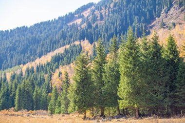 Tien Shan 'ın büyüleyici ladin ormanlarını keşfedin. Vahşi doğanın canlı sonbahar renklerini deneyimleyin. Bu görkemli uzun çam ağaçlarıyla yeni yüksekliklere seyahat et..