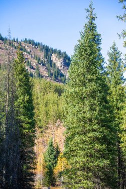Kendinizi canlı sonbahar renkleri cennetine daldırın. Tien Shan sıradağları sonbaharın gölgeleriyle canlanır. Çelişkili paletlerin büyüleyici güzelliğini tecrübe et..
