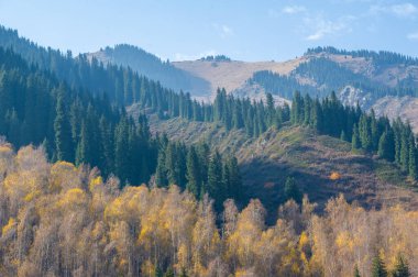 Sonbaharın hüküm sürdüğü bir dünyaya dalmak: görkemli dağların arasında yer alan bir orman, Tien Shan ladin ağaçlarının altın taçları büyüleyici bir renk tuval oluşturur
