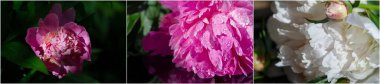 Peony, Paeoniaceae ailesinde güzel bir çiçek bitkisidir. Yüzyıllardır Çin kültüründe, hem süs bitkisi hem de lezzet özellikleri için kullanılır..