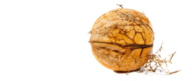 Ceviz. Ceviz bir uyarıcıdır, ama çok fazla kafein bir depresyondur..