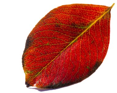 Beyaz arka planda sonbahar yaprakları. Düşen yaprakları ölü sananlar rüzgarlı bir günde dans ettiklerini hiç görmemiştir..