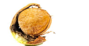 Ceviz. Her zaman siyah ceviz yiyebilirim, haftanın tadı değil.!