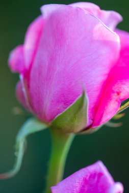 Gül bahçesi. Yüzeyin derinliği. Canlılık tüm buketi doldurur, yüksek merkezli büyük bir çiçeğe dönüşür, yapraklar kabarır, ve sarhoş edici bir lavanta kokusu.