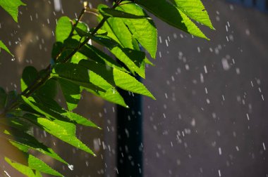 Yazın güzelliğini göz kamaştırıcı fotoğraflar ve videolarla yaşayın. Muson mevsiminde kendinizi doğanın görüntülerine ve seslerine daldırın. Yeşillik içinde huzur ve sükunet bul.