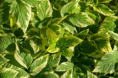 Aegopodyum podagraria 'nın çeşitli çeşitleri. Yaygın olarak isilik otu ya da piskopos otu olarak bilinir. Yeşil ve beyaz yapraklarla karakterize edilir. Gölgeli alanlarda iyi yetişir.