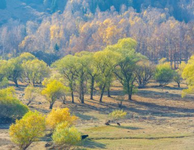 Tepeleri fethet ve sonbahar dağları arasındaki Tien Shan ladin ormanlarının el değmemiş güzelliğine dal! Doğa Kaşifleri Görkemli Dağlar