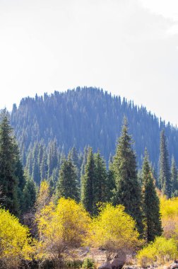 Tien Shan dağlarındaki sonbaharın parlak renklerini hisset. Kendini doğanın orkestrasının senfonisine ver. Kendinizi farklı sonbahar renklerine daldırın..