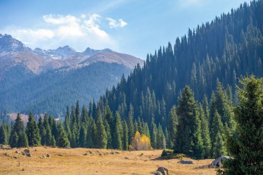 Sonbaharın dingin güzelliğinin tadını çıkarın TienShan dağlarında kendinizi yemyeşil çam ağaçlarının ve canlı çiçeklerin sükunetine daldırın bu güzel manzaranın tadını çıkarmak için sakin bir yürüyüş yapın