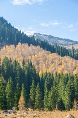 Resimli dağların arasına kurulmuş büyüleyici bir ormanı keşfedin. Tien Shan ladin ağaçlarının parlak yeşil renkleriyle nefes kesici güzelliğinin tadını çıkarın..