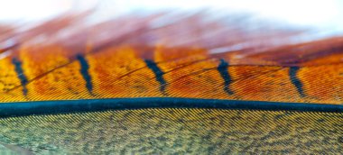 Hayal gücünü serbest bırak ve bu enfes tüylü sülün ile sihirli kanatlarında süzül. Parlak gölgeleri ve yumuşak kıvrımları seni hayallerin uçtuğu ve mucizelerin seni götürdüğü bir dünyaya götürsün..