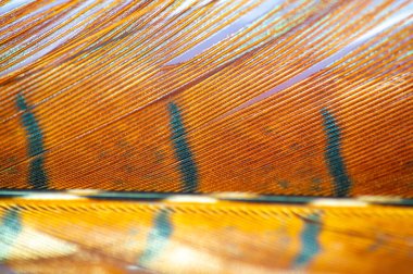 Ev dekoruna bu göz kamaştırıcı sülün tüyüyle doğal ihtişam katın. Sonbaharın büyüleyici renklerini sıcak ve dünyevi tonlarıyla kutlayın. Zarif dokuyla herhangi bir ayarı dekore et