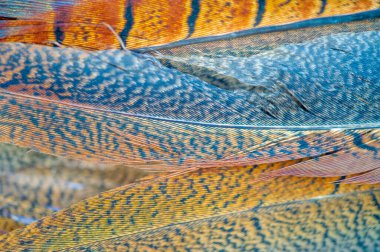 Doğanın güzelliği bir tüy sülününde yakalanır. Yaradılışın mucizelerini gösteren karmaşık detaylar. Zarafet ve zarafetin sembolü. Sanat ve tasarım için ideal..